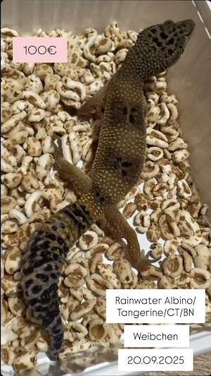 Leopardgecko Nachzuchten von 2025