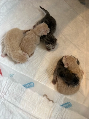kitten babys 