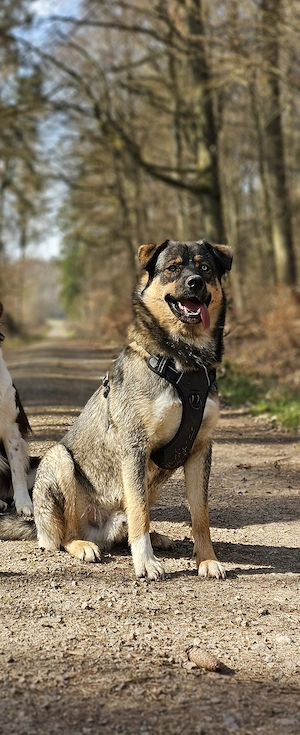 Schäferhund Husky Mischling sucht das perfekte Heim 