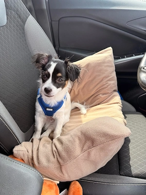Chihuahua Rüde 5 Monate alt