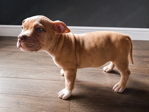 Wonderschone Mädchen mit ABKC, American micro pocket exotic(vorbiss) CHESTER bully