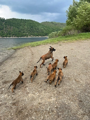 Malinois Welpen Abgabebereit