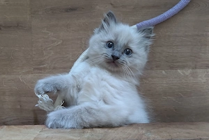 Birma Ragdoll Kitten, Kätzchen abgabebereit 