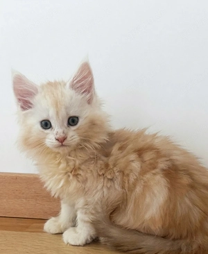 Maine Coon Kitten