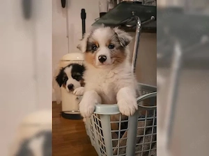 Australian Shepherd Welpen sucht liebevolles zu Hause!!