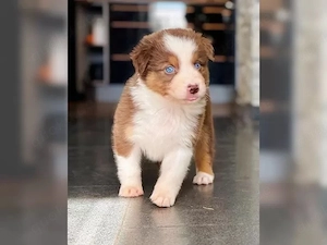 Australian Shepherd Welpen sucht liebevolles zu Hause!!