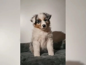 Australian Shepherd Welpen sucht liebevolles zu Hause!!!