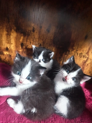 Main Coon   BKH Mix Kitten Langhaar 250  Kurzhaar 200  Pocking  