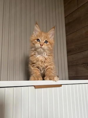 Zwei entzückende reinrassige Maine-Coon-Kitten