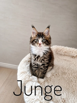 Maine coon kitten 