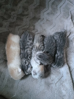 Zauberhafte BKH-Kitten suchen ab dem 07. August ihr Für-immer-Zuhause!