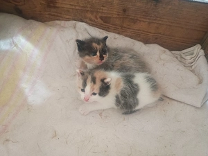 bunte katzen, Bauernhofkatze,Hauskatze!