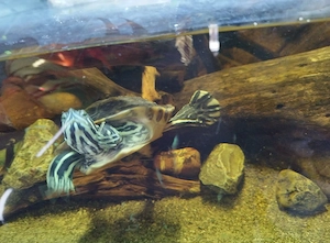 Schildkröten Aquarium 