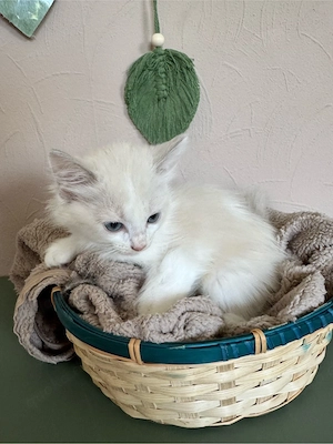 Ragdolls Cherubim Kitten mit Stammbaum