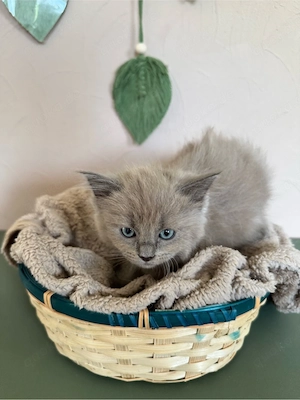 Ragdolls Cherubim Kitten mit Stammbaum