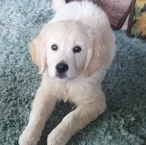 Golden retriever welpen 