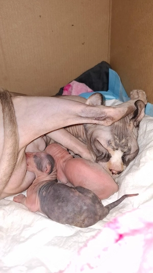 diese Süssen Mäuse suchen ein neues zuhause  Bild 4