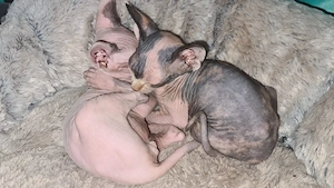 diese Süssen Mäuse suchen ein neues zuhause  Bild 2