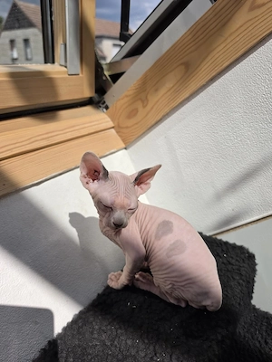 diese Süssen Mäuse suchen ein neues zuhause  Bild 3