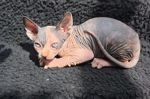 diese Süssen Mäuse suchen ein neues zuhause  Bild 5