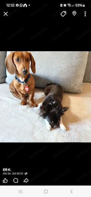 Chihuahua-Hündin zu. verkaufen 