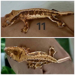 Correlophus ciliatus (Kronengecko Babys)