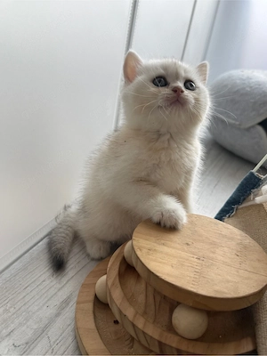 BKH kitten Kater blue golden shaded