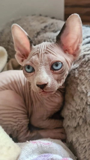 diese Süssen Mäuse suchen ein neues zuhause  Bild 7