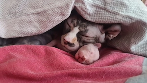 diese Süssen Mäuse suchen ein neues zuhause  Bild 6