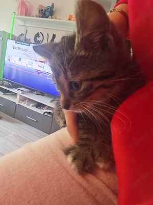 Katzenbabys suchen ein Zuhause