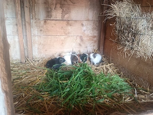 bunte Meerschweinchen Mädels abzugeben!