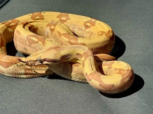 VPI Sunglow Boa constrictor