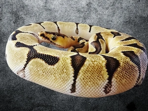 0.1 Super Orange Dream Enchi Clown Königspython 