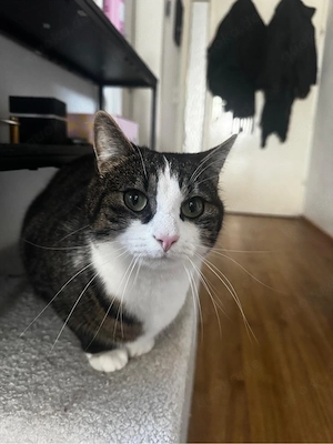    Liebevoller Kater (3 Jahre) sucht ein Zuhause mit viel Zeit und Zuwendung