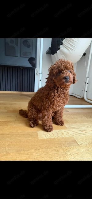 Toypudel sucht ein liebevolles zuhause