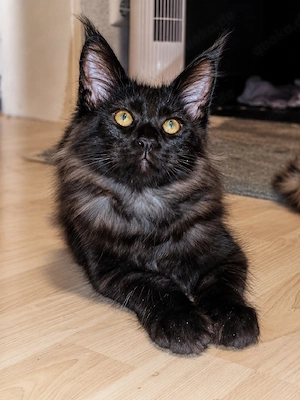 Alastor mit Stammbaum 