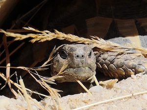 Griechische Landschildkröten Weibchen
