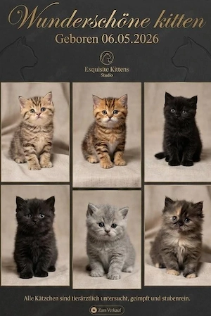 BKH Kitten 