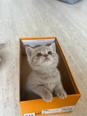 BKH kitten