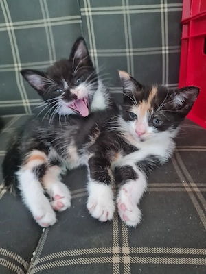 katzenbabys 