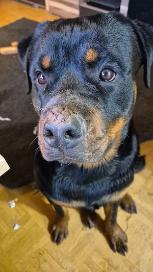 Rottweiler Rüde