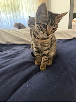 zwei Bengal-Mix-Kitten