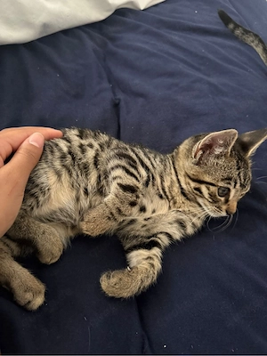 zwei Bengal-Mix-Kitten Bild 3