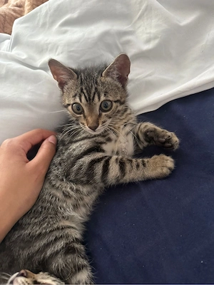 zwei Bengal-Mix-Kitten Bild 2