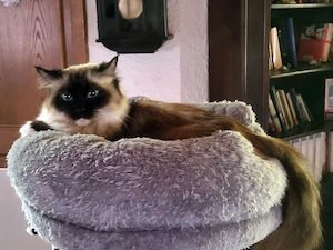 Ragdollkatze in fürsorgliche Hände abzugeben Bild 2