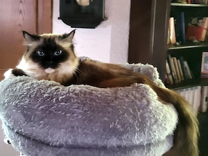 Ragdollkatze in fürsorgliche Hände abzugeben Bild 3