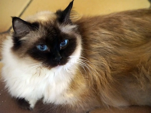 Ragdollkatze in fürsorgliche Hände abzugeben Bild 4