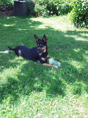 Mischlings Hündin      Pinscher-Schäferhund     14 Monate