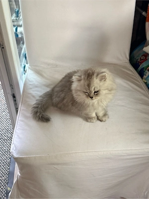 Katze jung 