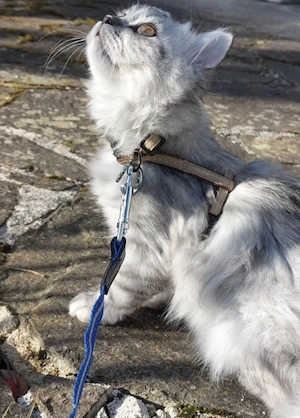 Reinrassige, super verschmuste BLH Katze sucht Für-Immer-Zuhause Bild 2